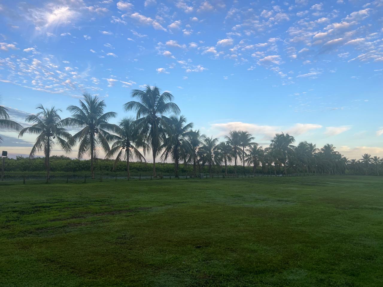 Vue panoramique du site de l'Îlot Caïmans, palmiers et verdure, Sinnamary