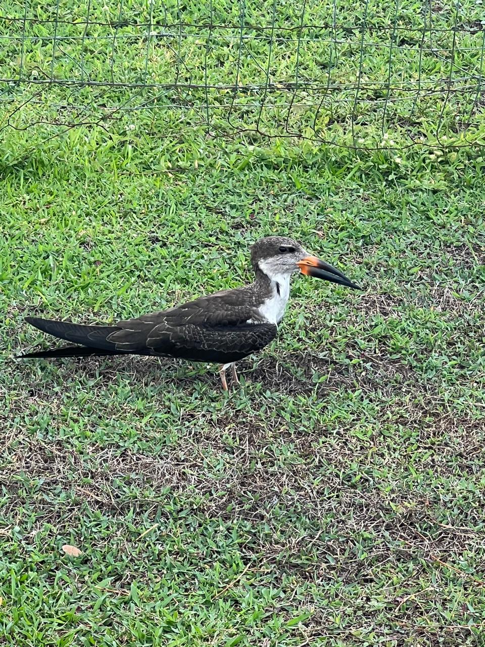 Oiseau sauvage observé à l'Îlot Caïmans, Sinnamary Guyane