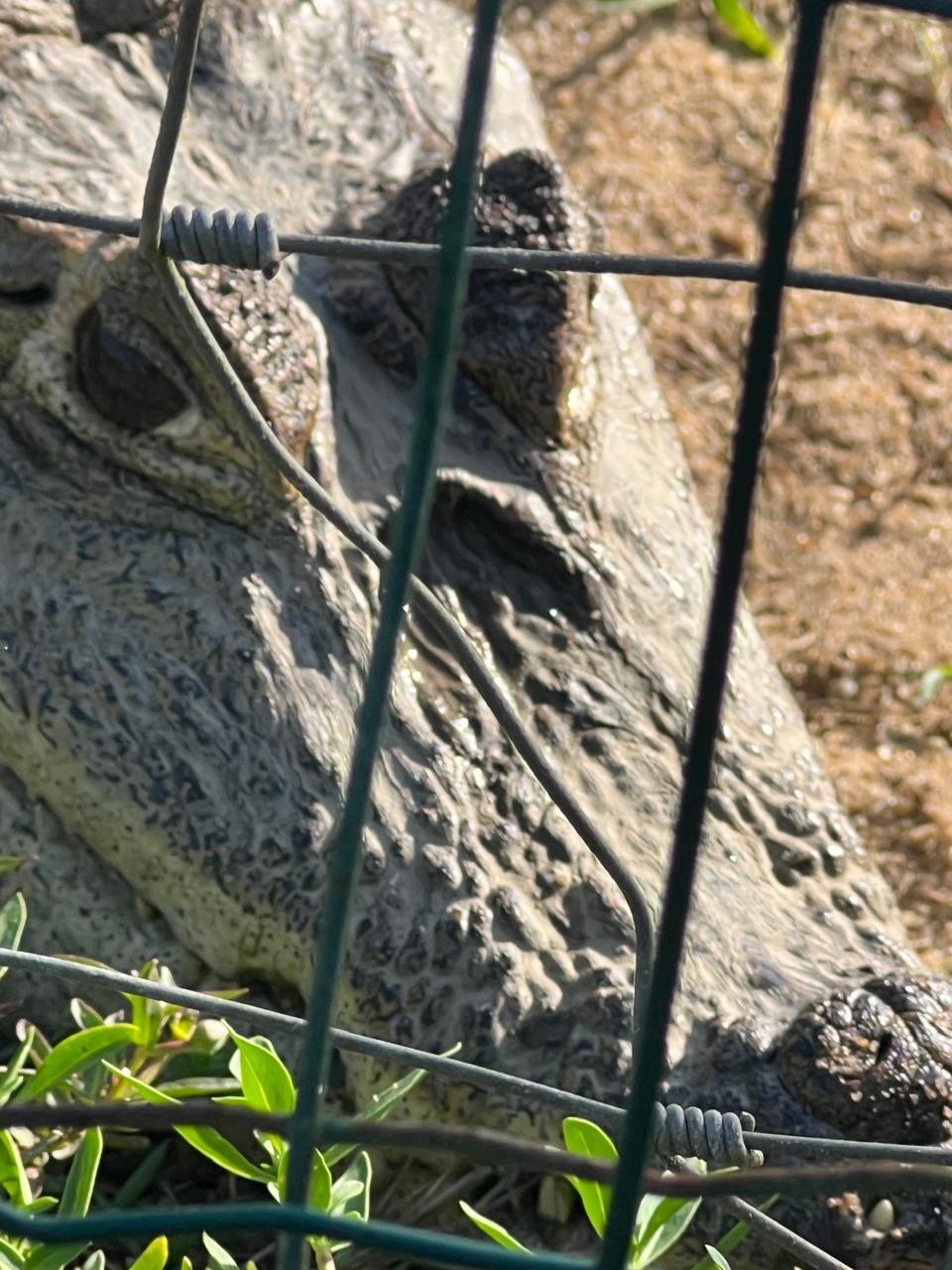 Caïman de Guyane à l'Îlot Caïmans