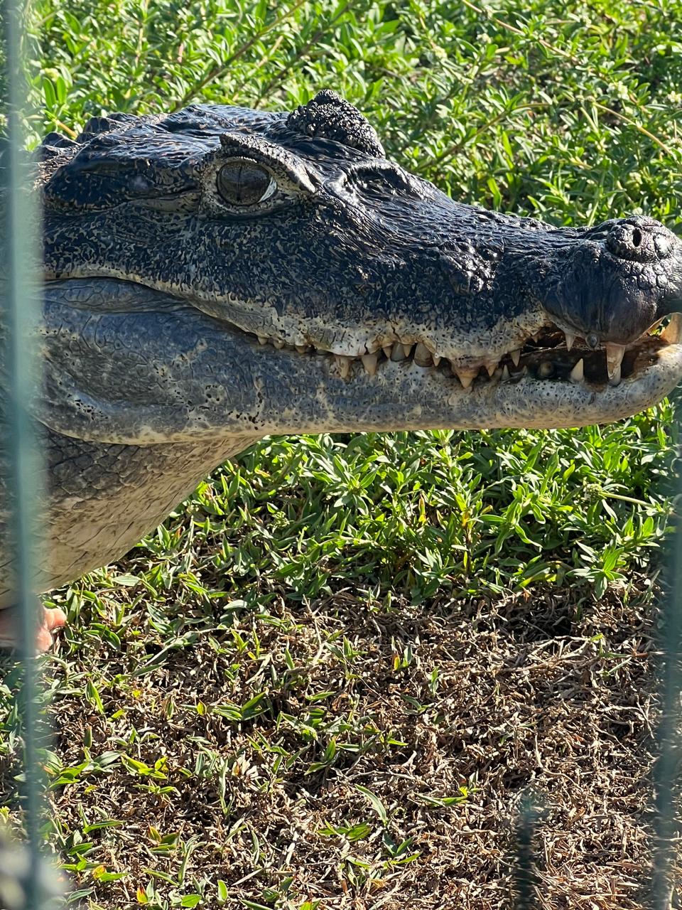 Caïman en gros plan à l'Îlot Caïmans, Guyane
