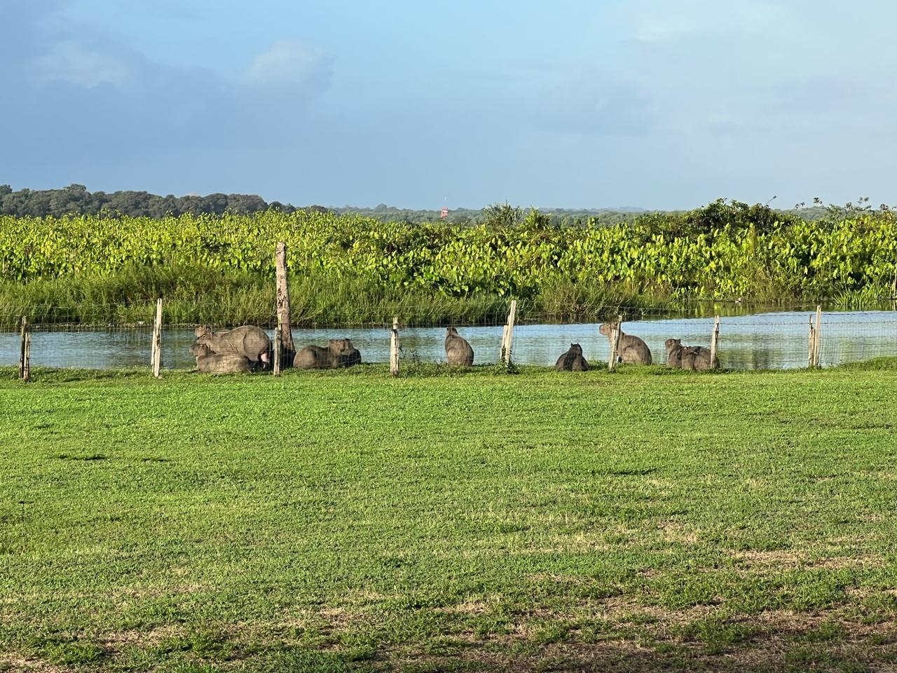 Capybara (cabiaï) à l'Îlot Caïmans, Sinnamary Guyane